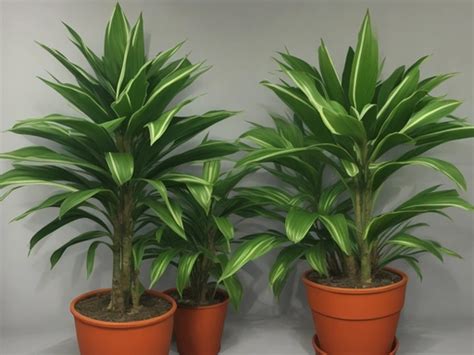 Dracaena Compacta Care For Office Spaces The Ultimate Guide For