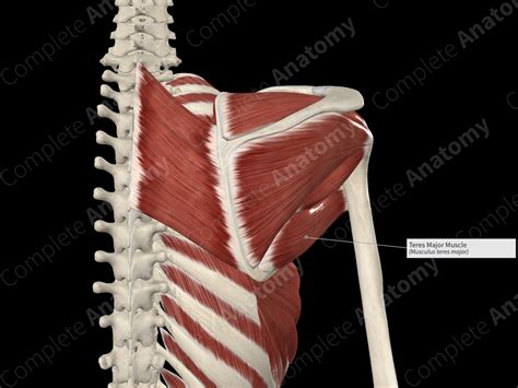 Teres Major Muscle | Complete Anatomy