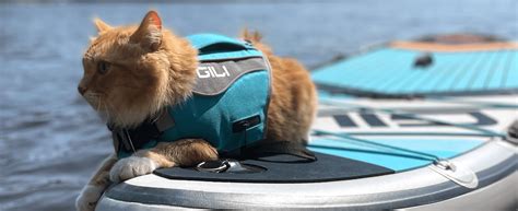 How To Choose The Best Cat Life Vest For Your Pet 2022 Drcatbreeds