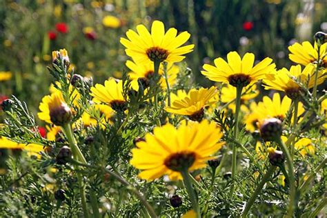 Хризантема увенчанная / Chrysanthemum coronarium - семейство Астровые