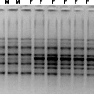 4 Sex Linked RAPD Markers In T Dioica Agarose Gel Images Showing The