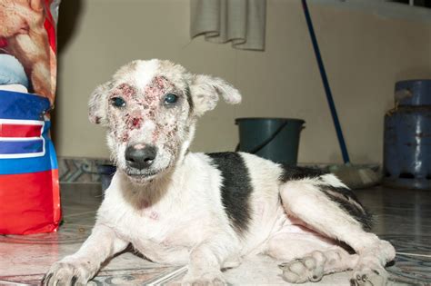 How Can I Treat My Dog For Scabies At Home