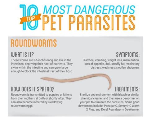 Dog Health Top 10 Most Dangerous Pet Parasites Kurgo Dog Products