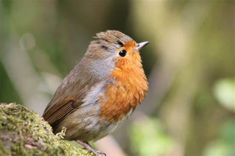 Robin Redbreast European - Free photo on Pixabay - Pixabay