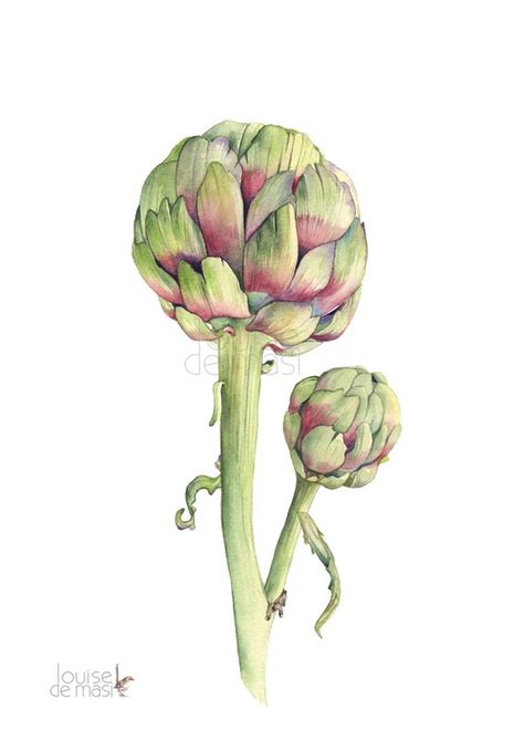 Artichoke Print Artichoke Watercolor Print A4 Size A15216