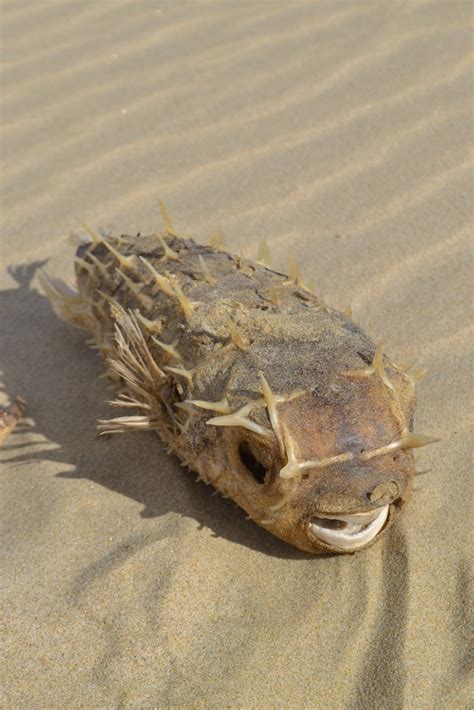Deepwater Burrfish from Northland, New Zealand on December 02, 2017 at ...