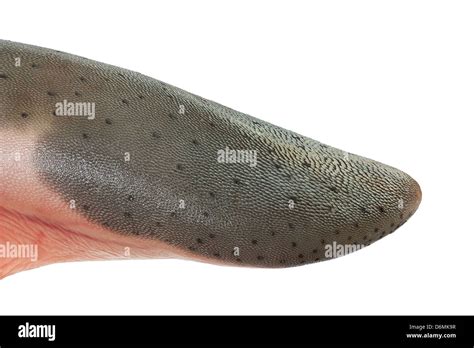 Cow tongue isolated on a white background Stock Photo - Alamy