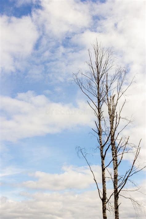 Naked Tree With No Leaves On Sky Background Stock Photo Image Of