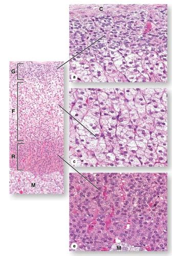 Histology Labs 1 3 BIOL 224 Flashcards Quizlet