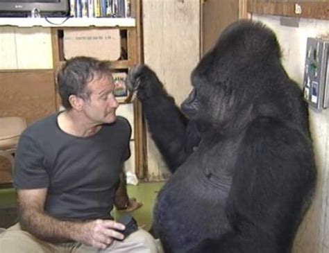 Robin Williams Could Even Make a Grieving Gorilla Laugh, But She ...