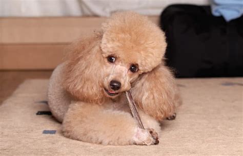 The Best Bones For Poodles To Chew On A Complete Guide Poodle Report