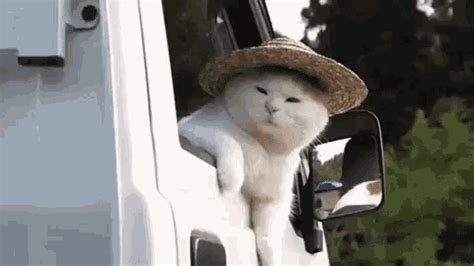 cat lazy gif cat lazy  discover share gifs