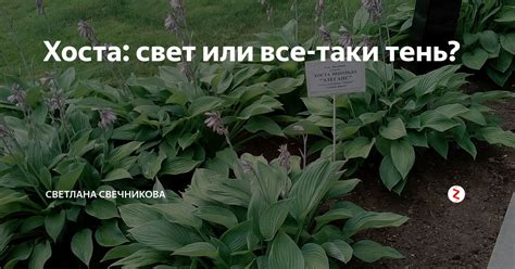 Хоста: свет или все-таки тень? | Светлана Свечникова | Дзен