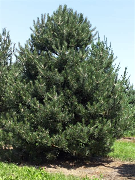 Pinus Nigra Subsp Nigra Zwarte Den Oostenrijkse Den Van Den Berk