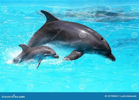Baby Dolphin Royalty Free Stock Photo 100103181