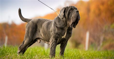 What Is The Biggest Mastiff Breed