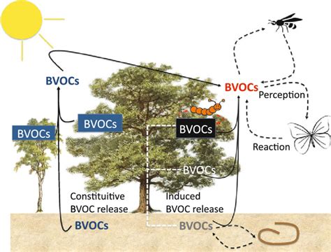 Scheme Highlighting The Role Of Biogenic Volatile Organic Compounds