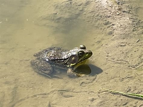 Green Frog From Backbone State Park Strawberry Point Ia Us On July