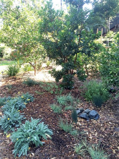 Whats The Difference Between A Rain Garden And A Swale Rain Garden