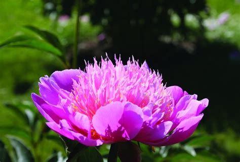 Пион — жемчужина сада. Посадка, уход, выращивание, размножение. Болезни ...