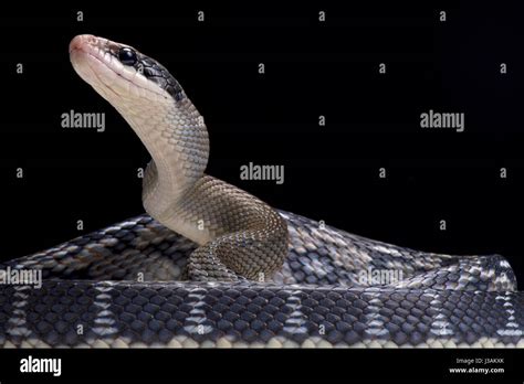 Blue Beauty Rat Snake Orthriophis Taeniurus Stock Photo Alamy