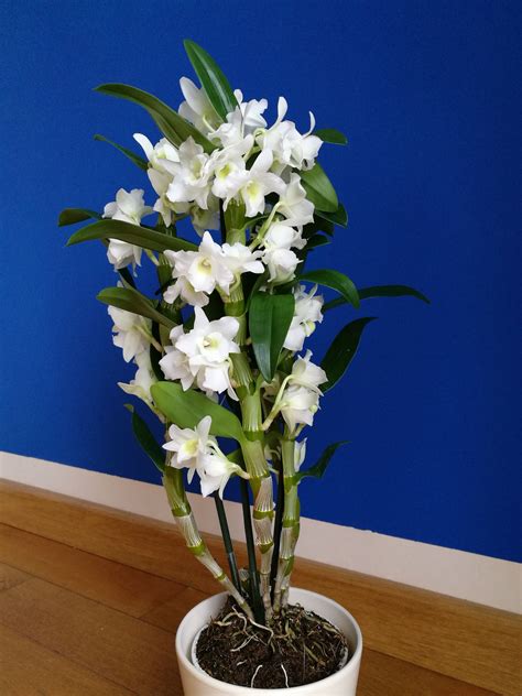 Dendrobium Nobile Orchidea Bamboo Balcone Fiorito Orchidee