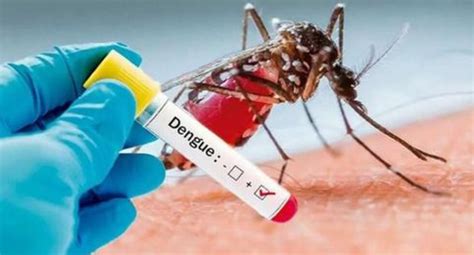 Dengue Los Cinco Distritos De Lima Que Presentan Los Casos Más Altos