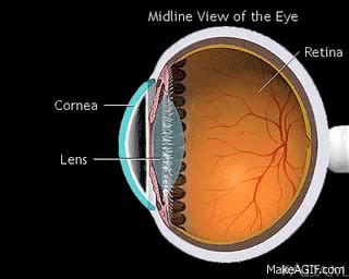 Physiology of the Eye on Make a GIF