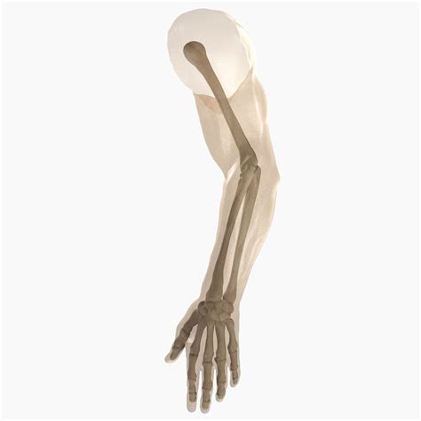 Male Arm Anatomy 3d Model 59 Fbx Max Ma Obj Free3d