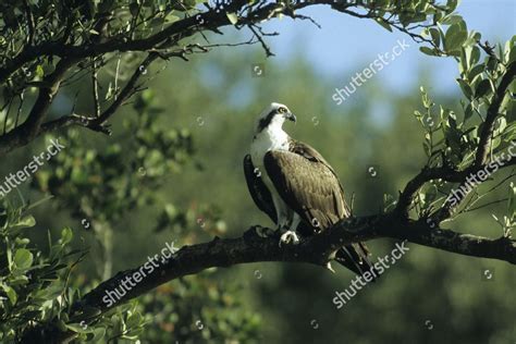Osprey Seahawk Fish Hawk Fish Eagle Editorial Stock Photo Stock Image
