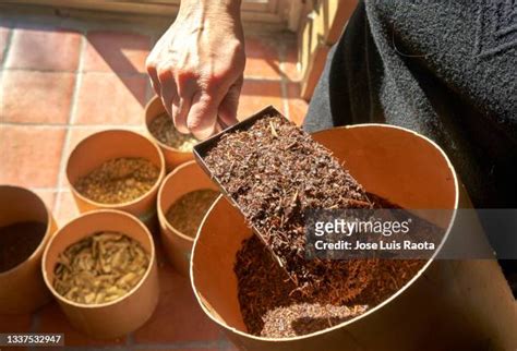 11 Aspalathus Linearis Stock Photos High Res Pictures And Images