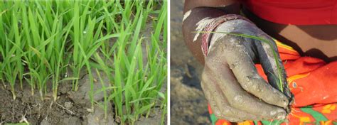 Rice Sustainable Farming And Sri System Of Rice Intensification Method Wikifarmer