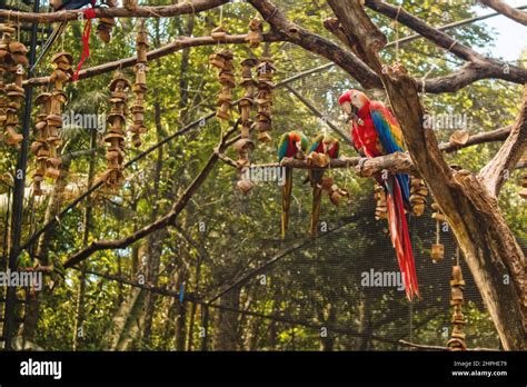 Colorful Macaw Birds In Foz Do Iguacu Bird Park Parque Das Aves Near