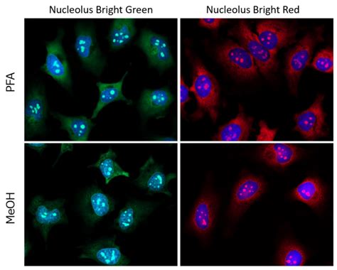 Nucleolus Fluorescent Staining Nucleolus Bright Red DOJINDO