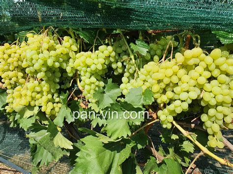 Цимус — pan-vin.com