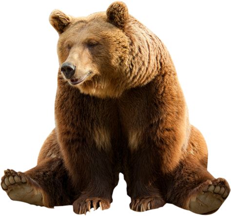 Brown bear Clip art - bear png download - 830*779 - Free Transparent Bear png Download. - Clip ...