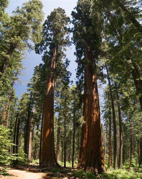 Giant Sequoia Trees In California Towering Above Normal Trees Stock