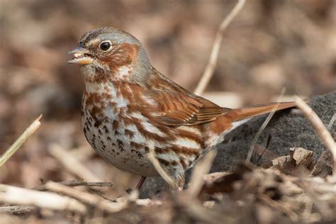 Fox Sparrow – Jeremy Meyer Photography