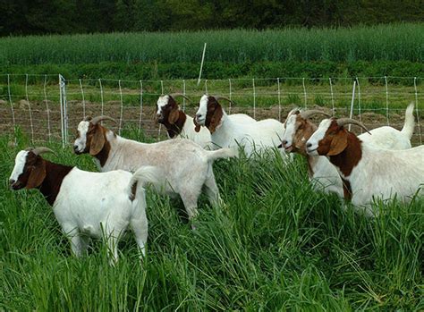 Pasture Based Meat Goat Center For Environmental Farming Systems