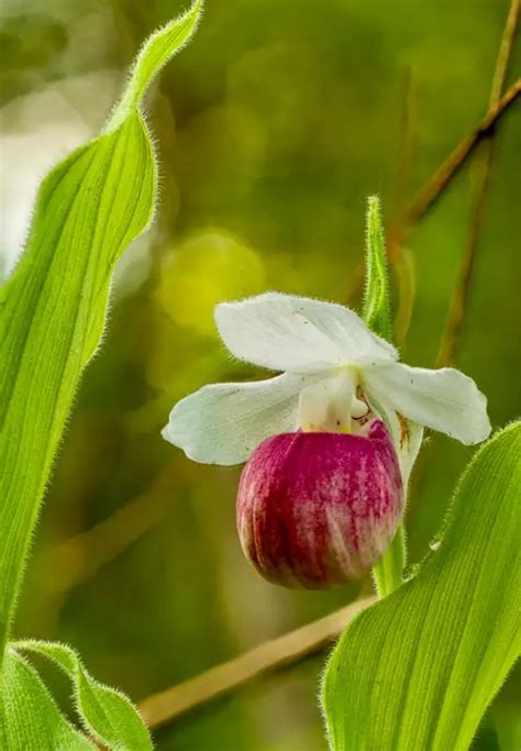 showy ladys slipper orchid seeds cypripedium reginae queens lady