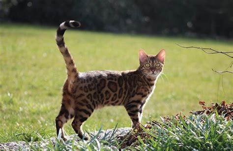 Full Grown Bengal Cat Size: How Big Do Bengal Cats Get? | Bengal Cat ...