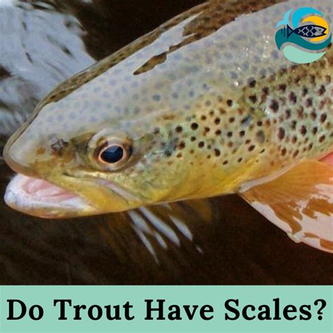 Do Trout Have Scales? - (How To Skin A Trout?)