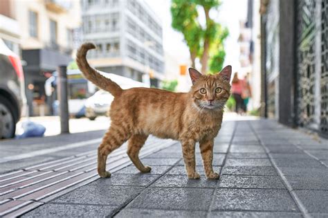 Городские коты | Пикабу