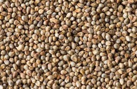 Organic Natural Fresh And Healthy Premium Grade Bajra Pearl