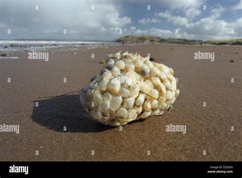 Common Whelk Buccinum Undatum Eggcases Clump Washed Up On Beach