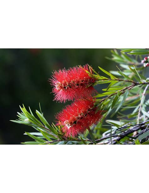 Callistemon Citrinus Splendens Vendita Piante Online Solopianteit