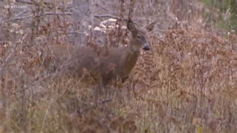 DNR Sets Special Dec Deer Hunts To Combat CWD 9news