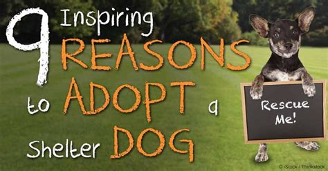 13 Best Images About October Adopt A Shelter Dog Month On Pinterest