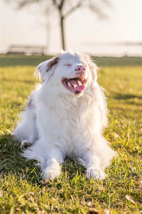 A letter to the breeder of my deaf and vision impaired dog – Artofit