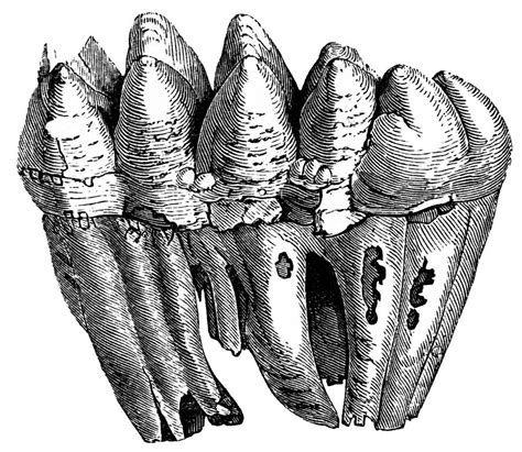 Mastodon Teeth, 19th Century Artwork Photograph by | Fine Art America